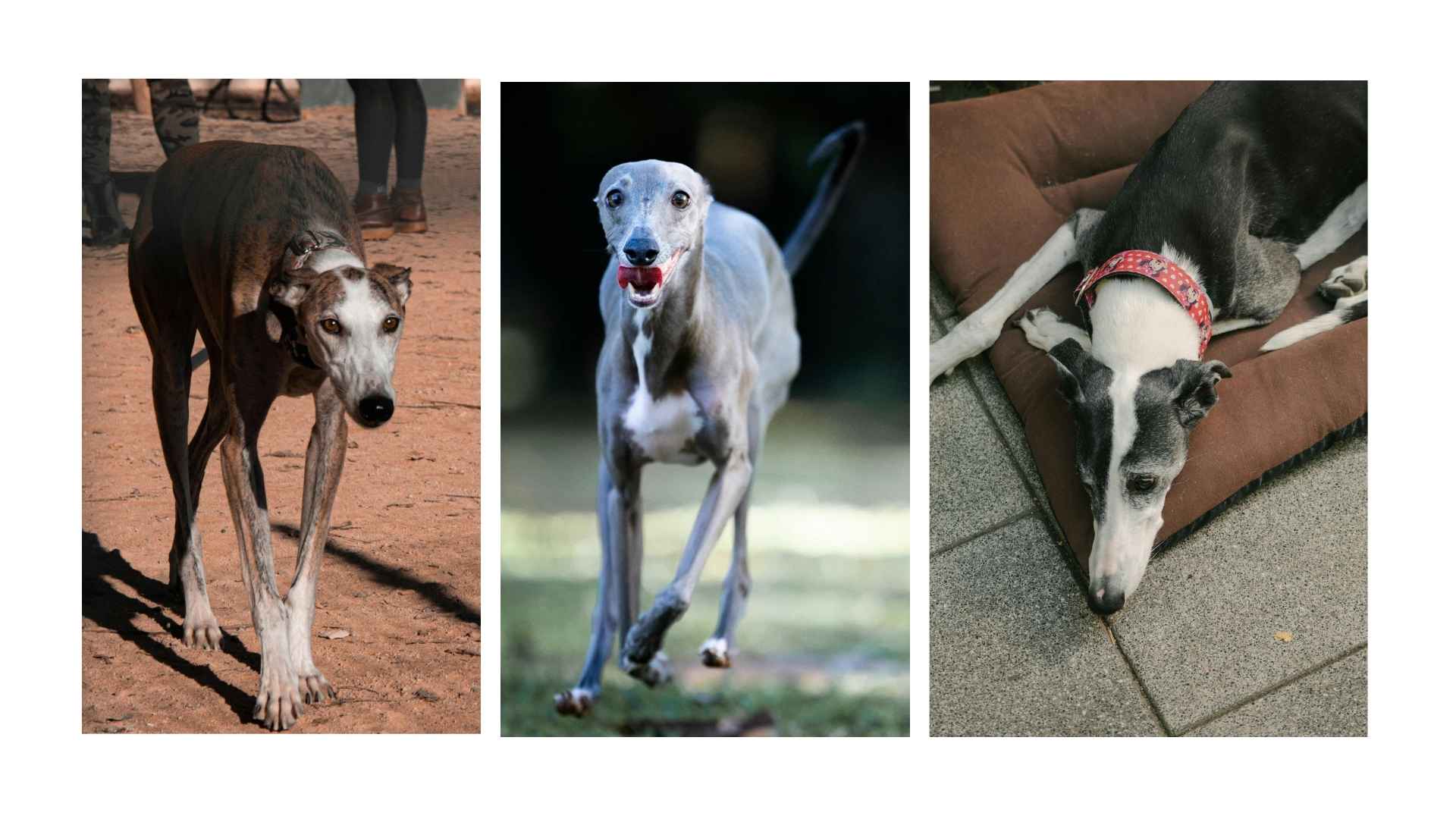 Galgo español